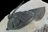 Zlichovaspis Trilobite - Lghaft, Morocco #98593-3